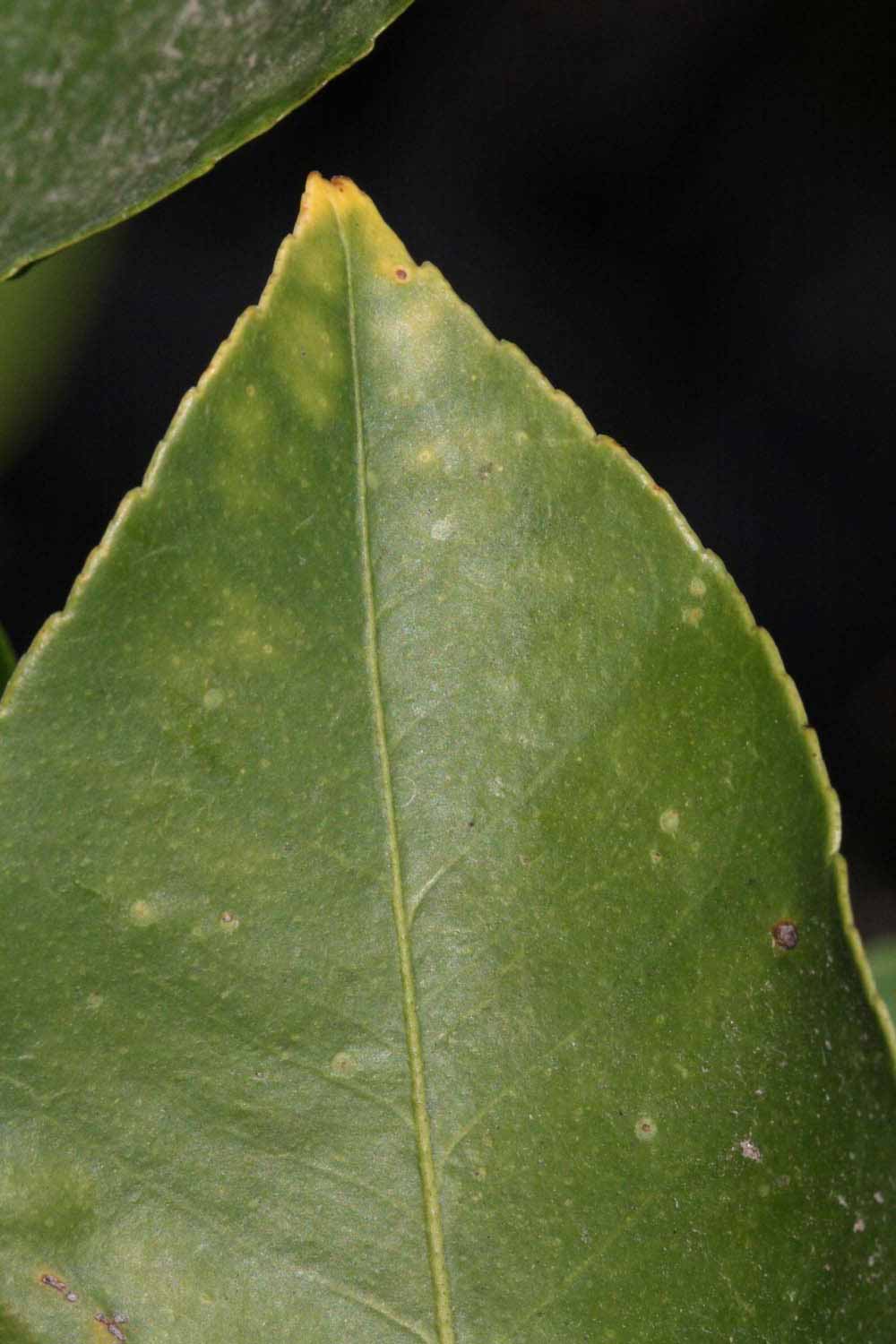            Margin (Femminello Siracusano 2KR, Riverside, CA)   